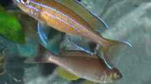 Paracyprichromis Bock