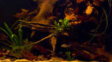 Pflanzen im Aquarium Rio Negro Motto Becken Nur noch als Bsp.