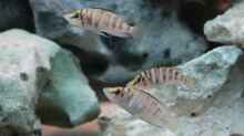 Besatz im Aquarium Altolamprologus Gombe red Tanganjika