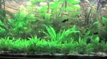 Pflanzen im Aquarium Görlitzer Wasser