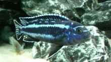 Melanochromis-Arten