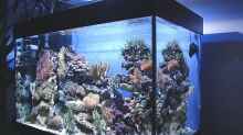 Aquarium Riffaquarium