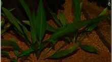 Pflanzen im Aquarium Notriopis Chrosomus nur noch als Beispiel