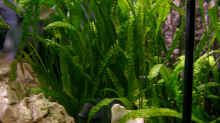 Pflanzen im Aquarium Becken 169