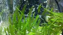 Caulerpa taxifolia im Refugium