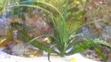 Pflanzen im Aquarium Becken 17056