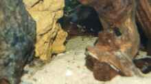 Pelvicachromis pulcher mit jongen
