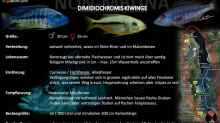 Artentafel - Dimidiochromis kiwinge