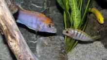 Labidochromis sp. Hongi auch das kleine Männchen lässt sich nichts gefallen