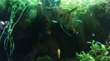 Aquarium Juwel-aquarium Rio 240