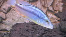 Dimidiochromis compressiceps Bock - wunderschön