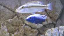 Dimidiochromis compressiceps Weibchen + Sc. fryeri Bock