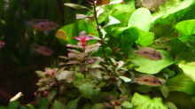 Pflanzen im Aquarium Gesellschaftsbecken Amazonas/Kongo