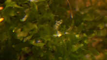 Lomariopsis lineata