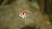 Challochromis pleurospilus Männchen