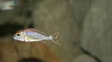 Challochromis pleurospilus