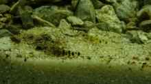 Besatz im Aquarium A rolling stone gathers no moss