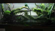 Dekoration im Aquarium Bachlauf im Tiefsten Jungle /Nur noch Beispiel