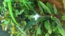 Bucephalandra spec Blüte
