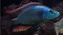 Dimidiochromis-Arten