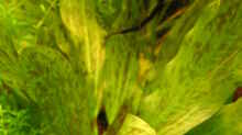 Echinodorus Ozelot grün