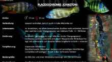 Artentafel Placidochromis johnstoni// Quelle: Malawi-Guru.de