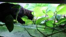 Auch eine Bengalkatze mag Wasser und Aquarien