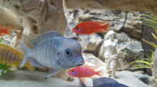 Aquarium Malawi Becken