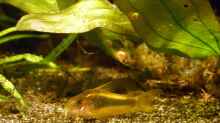 Goldstreifen-Panzerwels (Corydoras aeneus ´GOLD STRIPE´)