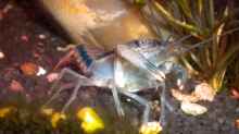 Procambarus dupratzi Männchen (leider gestorben)