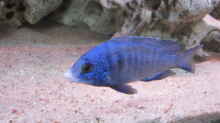Placidochromis Mdoka