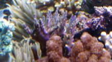 Acropora, Weichkorallen