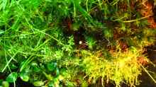 Pflanzen im Aquarium Brackwasser Paludarium Mangrovenkrabben
