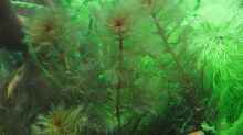 Myriophyllum mattogrossense und Limnophilia Aquatica 1.1.11