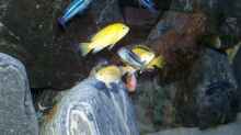 Melanochromis cyaneorhabdos und Labidochromis Yellow 