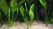Amazonas Schwertpflanze / Echinodorus bleheri