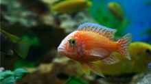 Aulonocara Firefish Männchen