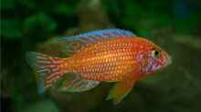 Aulonocara Firefish Männchen