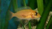 Aulonocara Firefish Weibchen