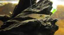 06.02.2011 - Amano-Garnele - Mit Einsatz der Buschfische hat sich deren Existenz