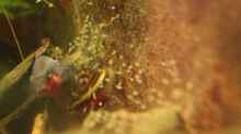 220.06.2013 - Pelvicachromis pulcher, der Bock beim Hüten des 4. oder 5. Wurfes,