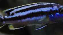 Melanochromis Kaskazini Männchen (jung)