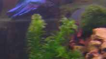 Ein Männchen - Betta splendens - Siamesischer Kampffisch