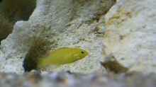 Labidochromis caeruleus ´Yellow´-Jungfisch