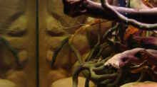 Aquarium Procambarus Clarkii II