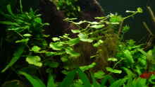 Pflanzen im Aquarium 240er