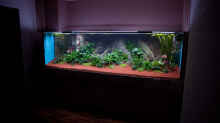 Aquarium Mai 2011 Tag 1