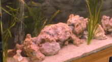Aquarium Becken 19792