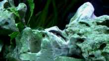 Besatz im Aquarium Becken 198