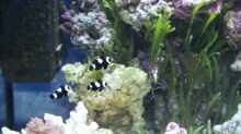 3 Ocellaris black - Falscher Anemonen Clownfisch